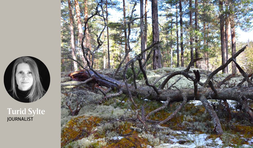 TILFELDIG: Turgåere oppdaget naturskog i Follsjå-området øst i Notodden kommune. Mye av naturverdien var ikke fanget opp miljøregistreringene gjort av skognæringen. Antagelig har området et av de mest sammenhengende og verdifulle områdene med naturskog i Norge.