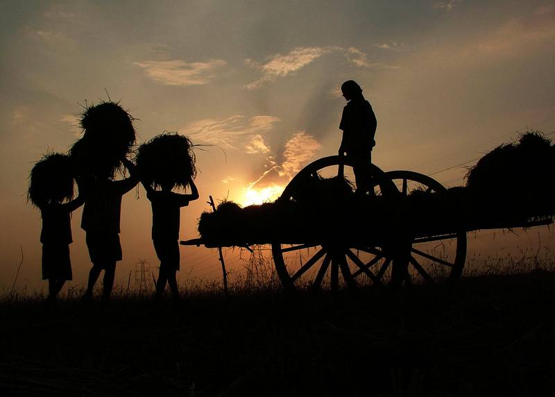 Indian farmers load their crop onto a cart on the outskirts of Bhubaneswar, India, Monday, Nov. 26, 2007. Global warming has hit agricultural productivity, particularly wheat production in the country, a top Indian scientist and Chairman of the Intergovernmental Panel on Climate Change Rajendra Pachauri said Monday. (AP Photo/Biswaranjan Rout)