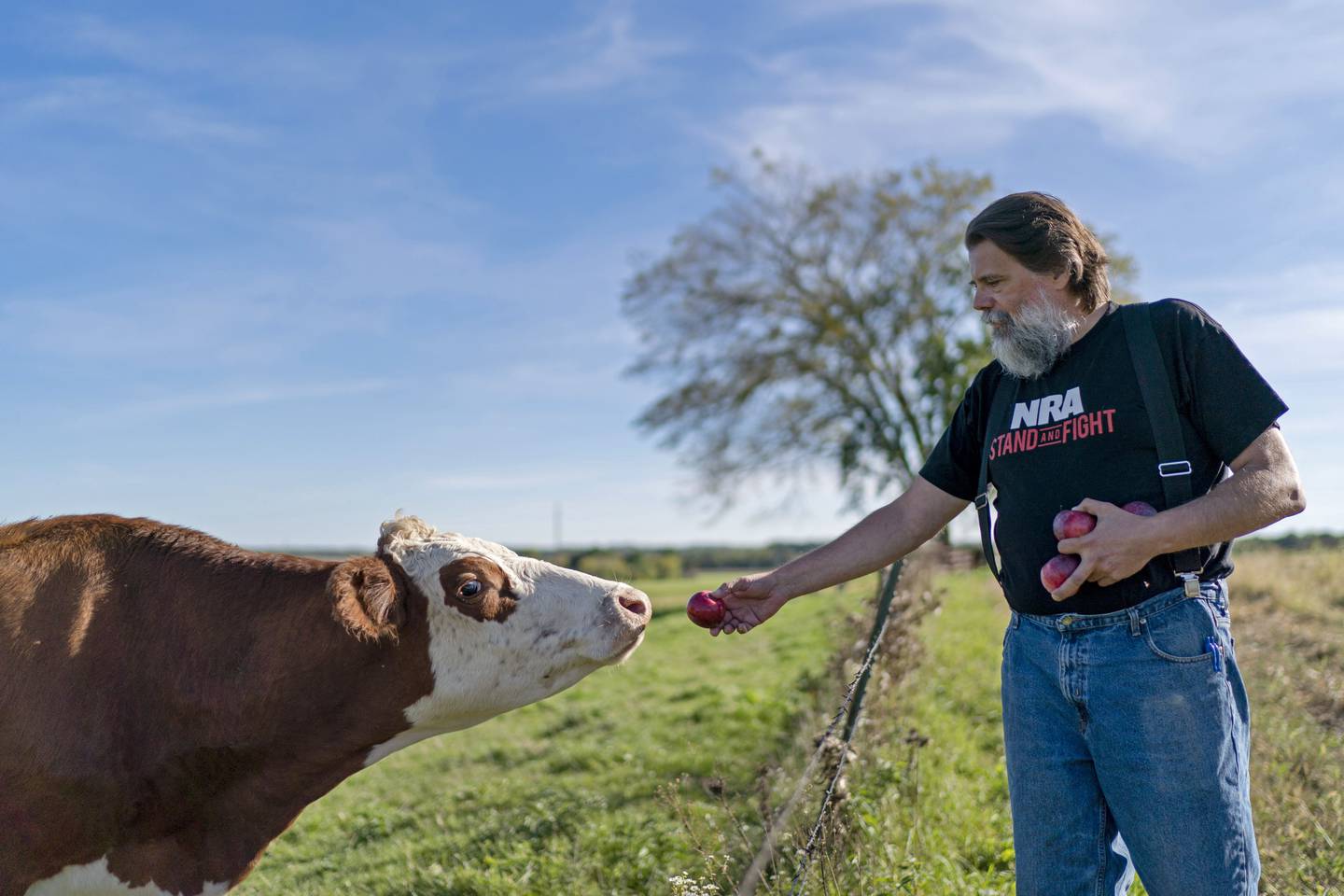 John Kraft feeds an apple to one of his cows at his home in Clear Lake, Wis., Wednesday, Sept. 28, 2022. "It's no longer left versus right, Democrat versus Republican," says Kraft, a software architect and data analyst. "It's straight up good versus evil." He knows how he sounds. He's felt the contempt of people who see him as a fanatic, a conspiracy theorist. (AP Photo/David Goldman)