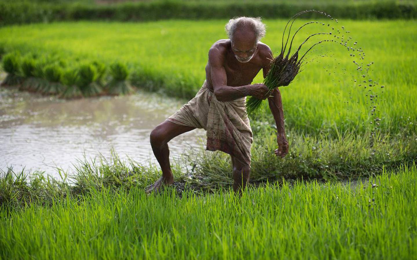 En bonde aribeder på et jorde i landsbyen Reba Maheswar i India.