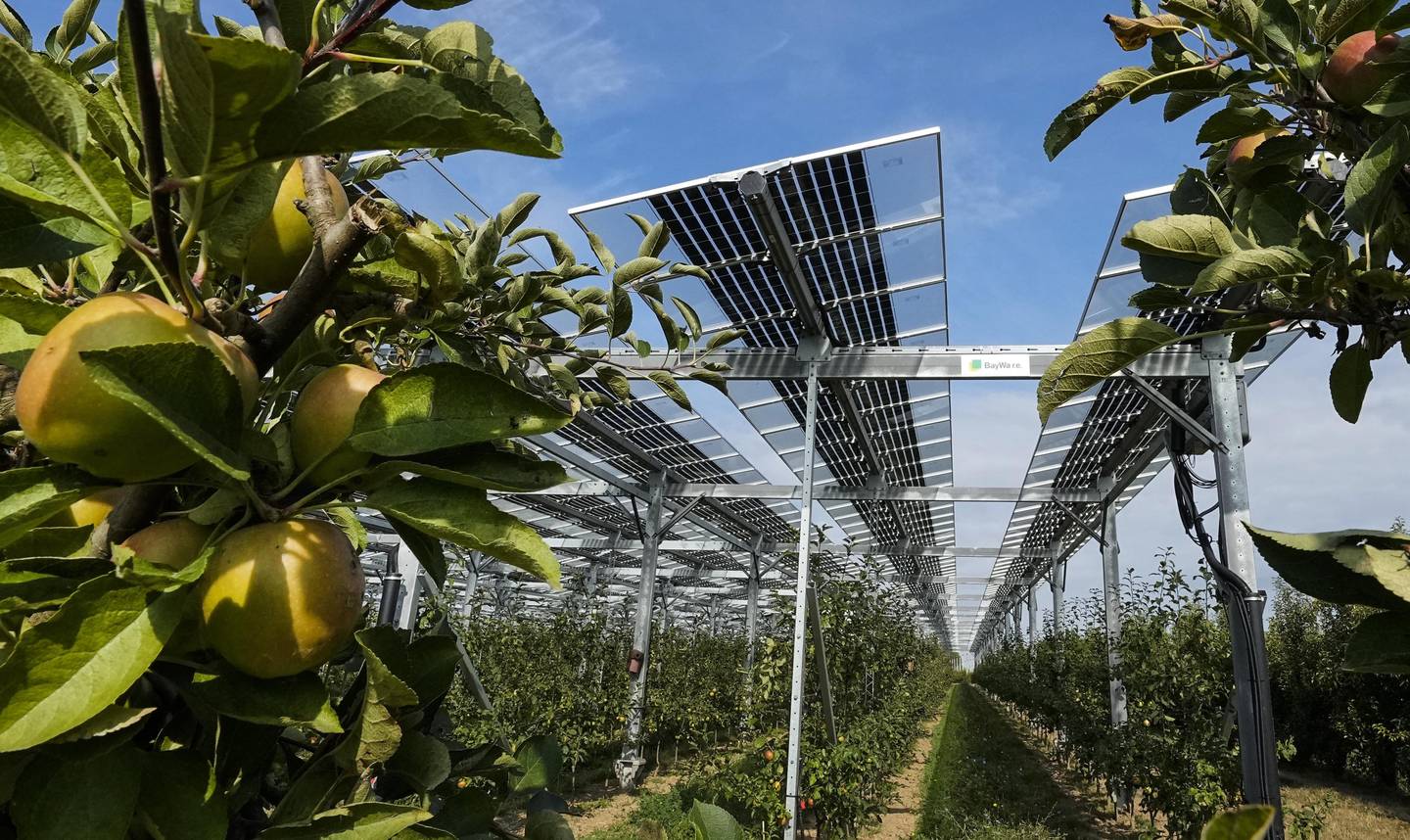 Stadig flere bønder i Europa setter opp store solcelleparker på dyrkbar mark. Håpet er at frukttrærne trives under panelene som i sin tur gir ekstra inntekt gjennom oppsamlet solenergi. Foto: Martin Meissner / AP / NTB