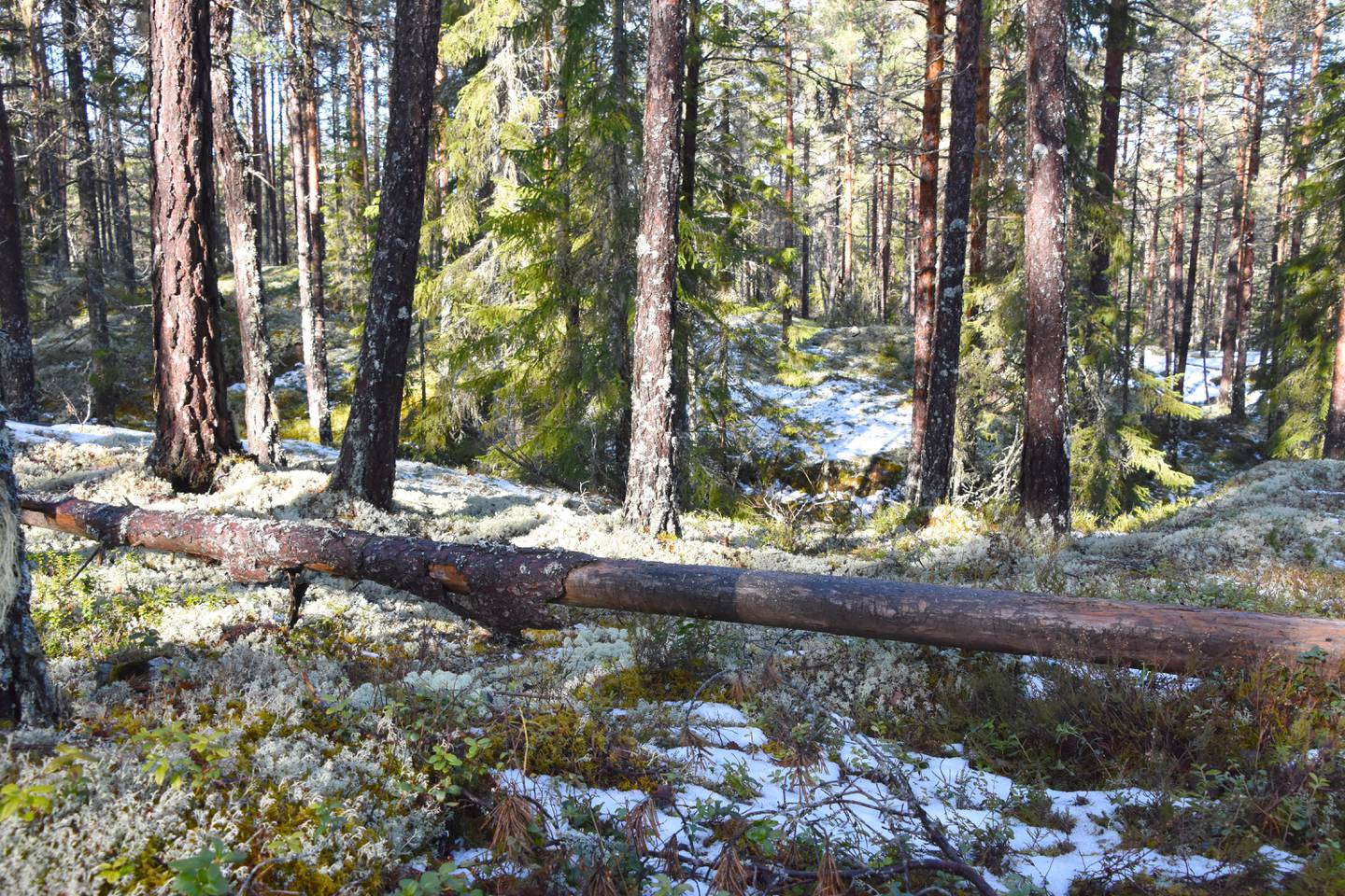 Naturskog, Ramskog ved Follsjå, Notodden kommune, Telemark