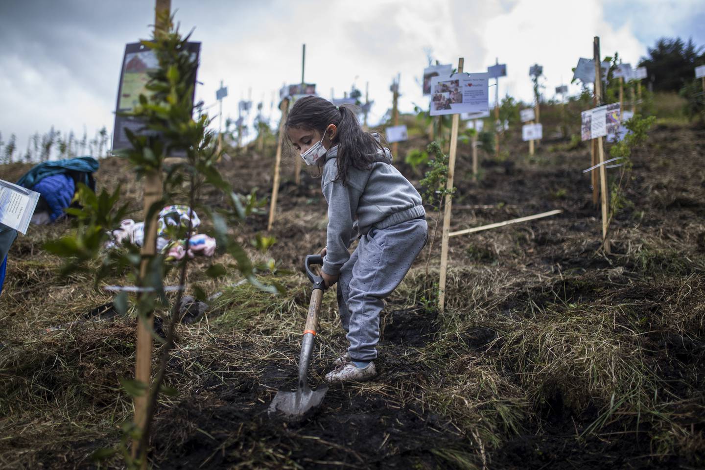 FILE - A child shovels dirt over a tree seedling planted with the remains of a family member who died from complications related to COVID-19, on a hill in the El Pajonal de Cogua Natural Reserve, north of Bogota, Colombia, June 24, 2021. As Colombia suffers a critical moment of the pandemic, some families are bringing the cremated remains of their loved ones to the reserve where trees are planted with the ashes in their honor. (AP Photo/Ivan Valencia, File)