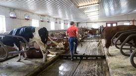 Uvanlig mange kyr sendes til slakt – mange bønder gir opp