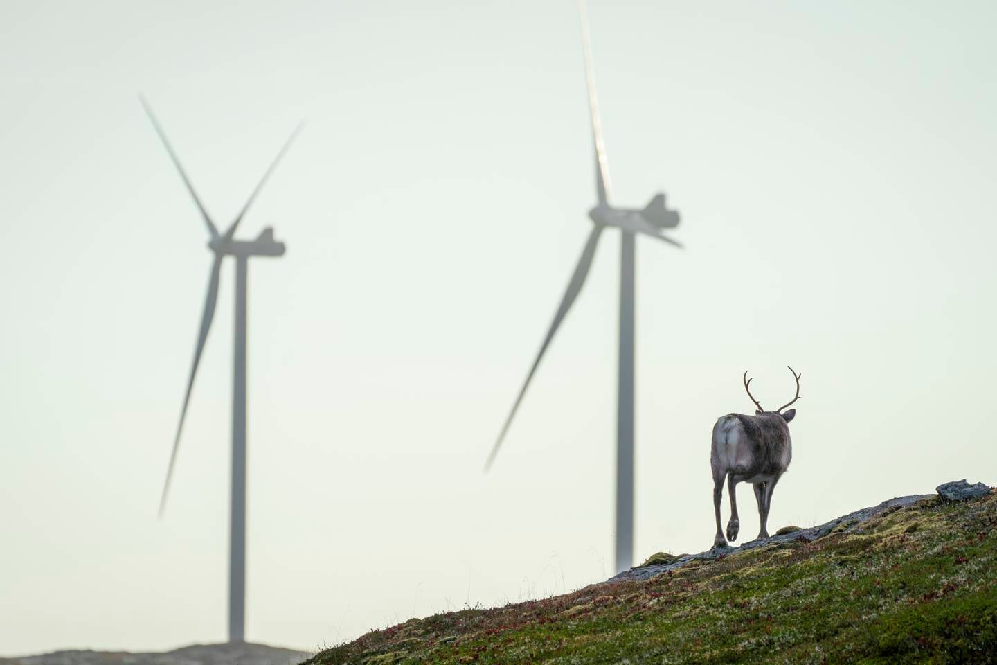 Åfjord Fosen 20201013. 
Reinsdyr vandrer rundt vindmøllene på Storheia vindpark, som er den største av vindparkene i porteføljen til Fosen Vind, og den andre av vindparkene som ble bygget. Da den ble overført til ordinær drift i februar 2020 var den Norges største med 80 turbiner og en installert effekt på 288 MW.
Foto: Heiko Junge / NTB