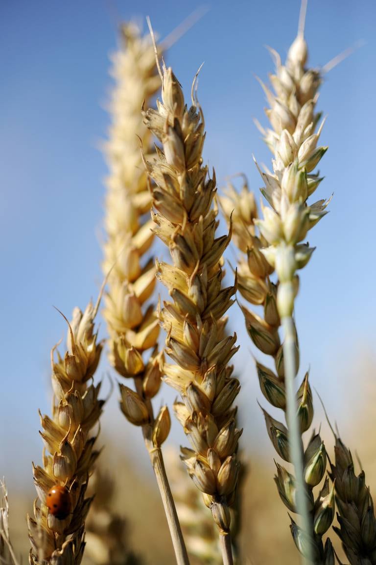 Korn. Hvete. Hvetekorn. Jordbruk. Marihøne. 
Wheat
Foto: Frank May / NTB scanpix