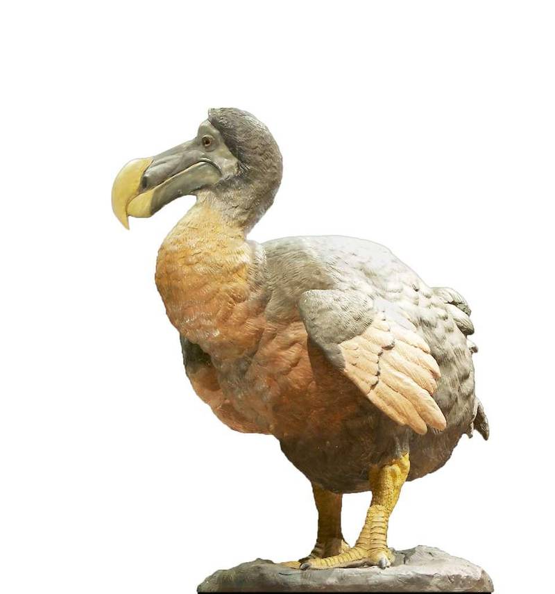 Dronten – eller dodo-fuglen, kunne ikke fly. Den levde på øya Mauritius i det indiske hav. Man antar at dronten døde ut rundt år 1681, omtrent 175 år etter at den første dronten ble oppdaget av mennesket.