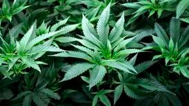 New Yorks cannabis-legalisering vedtatt