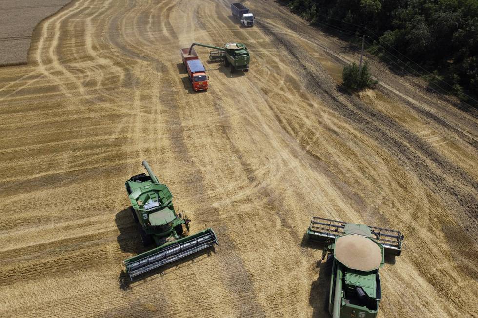 Russland og Ukraina står for 34 prosent av all hveteproduksjon i verden, og krigen i Ukraina har ført til et kraftig prishopp og frykt for sult i mange land som er avhengige av matvareimport. Foto: AP / NTB