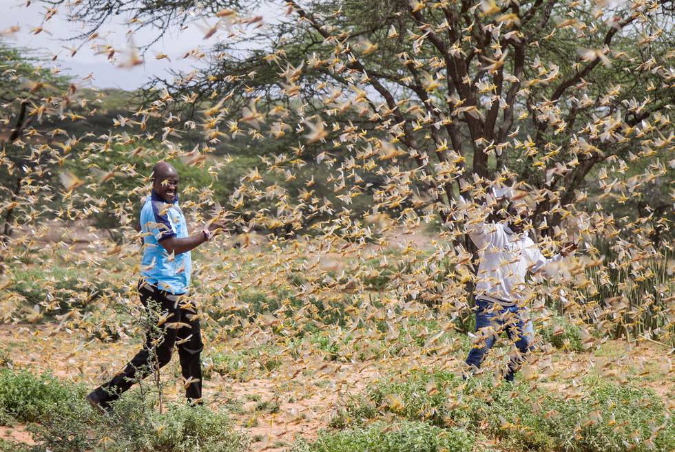 In this photo taken Thursday, Jan. 16, 2020, two Samburu men who work for a county disaster team identifying the location of the locusts, are surrounded by a swarm of desert locusts filling the air, near the village of Sissia, in Samburu county, Kenya. The most serious outbreak of desert locusts in 25 years is spreading across East Africa and posing an unprecedented threat to food security in some of the world's most vulnerable countries, authorities say, with unusual climate conditions partly to blame. (AP Photo/Patrick Ngugi)