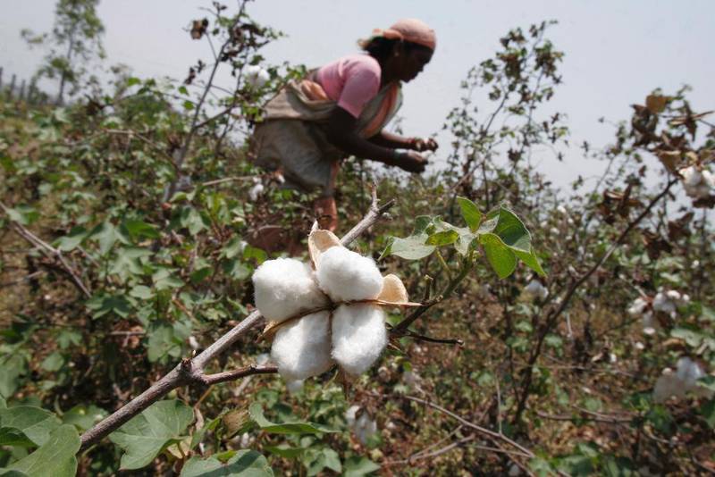 En kvinne jobber på bomullsmarken nær Pandarkawhda i India. Omtrent en fjerdedel av alle sprøytemidler i verden brukes på bomullsavlinger, ifølge Framtiden i våre hender.