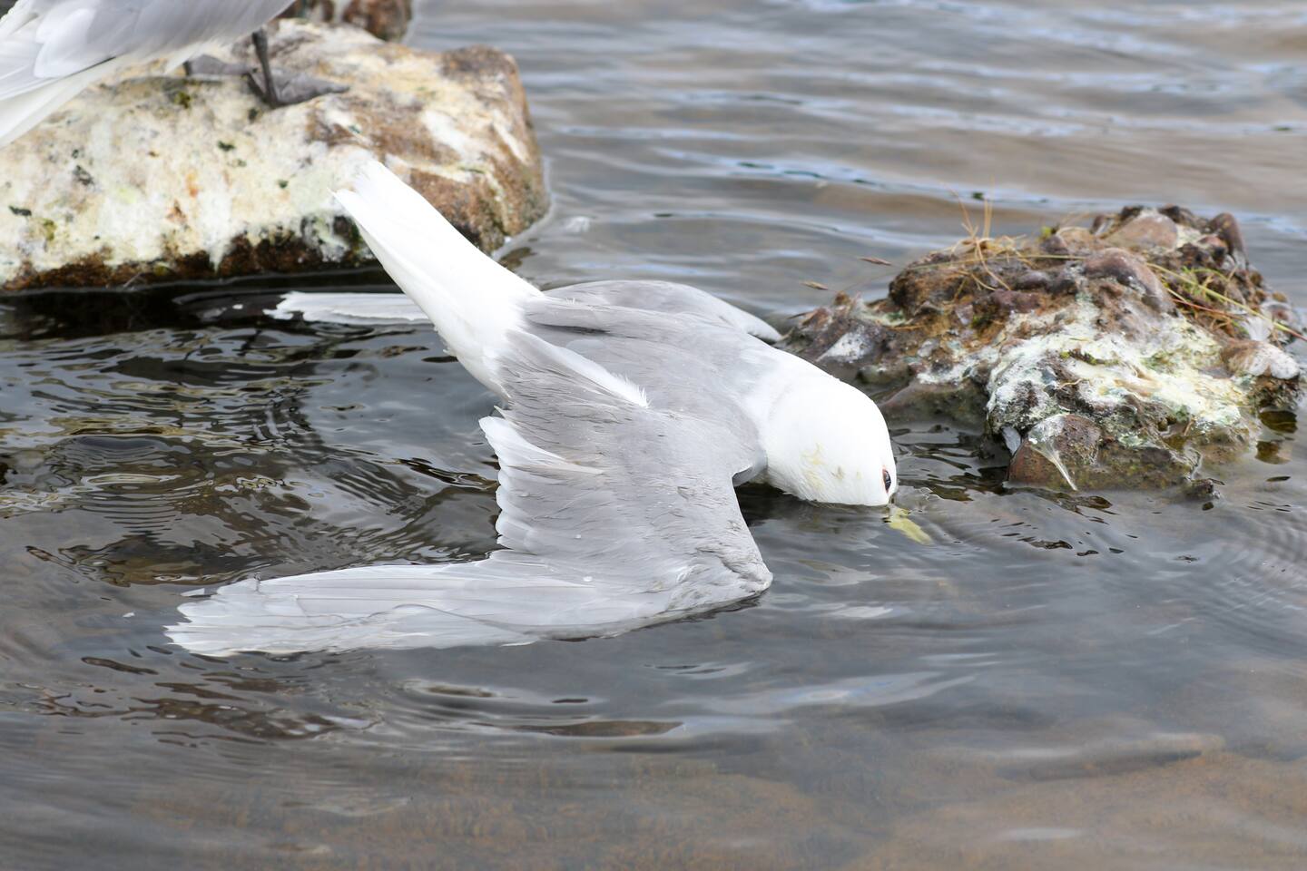Utbrotet har ramma store delar av Nord-Noreg, men Vadsø er hardast ramma. Foto: Øyvind Zahl Arntzen / NTB / NPK