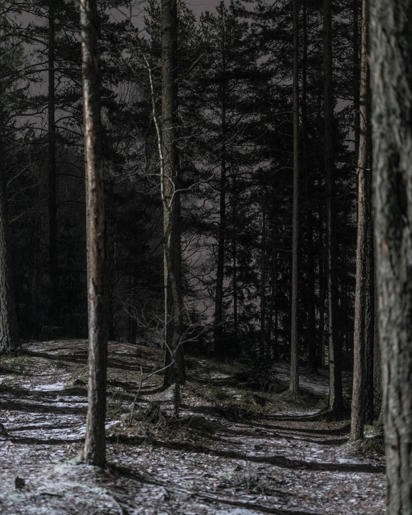 Ut i skogen under solsnu med Sigri Sandberg og Elisabeth Thorsen.