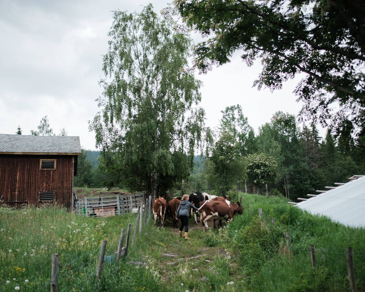 Lisjordet Stølen i Valdres