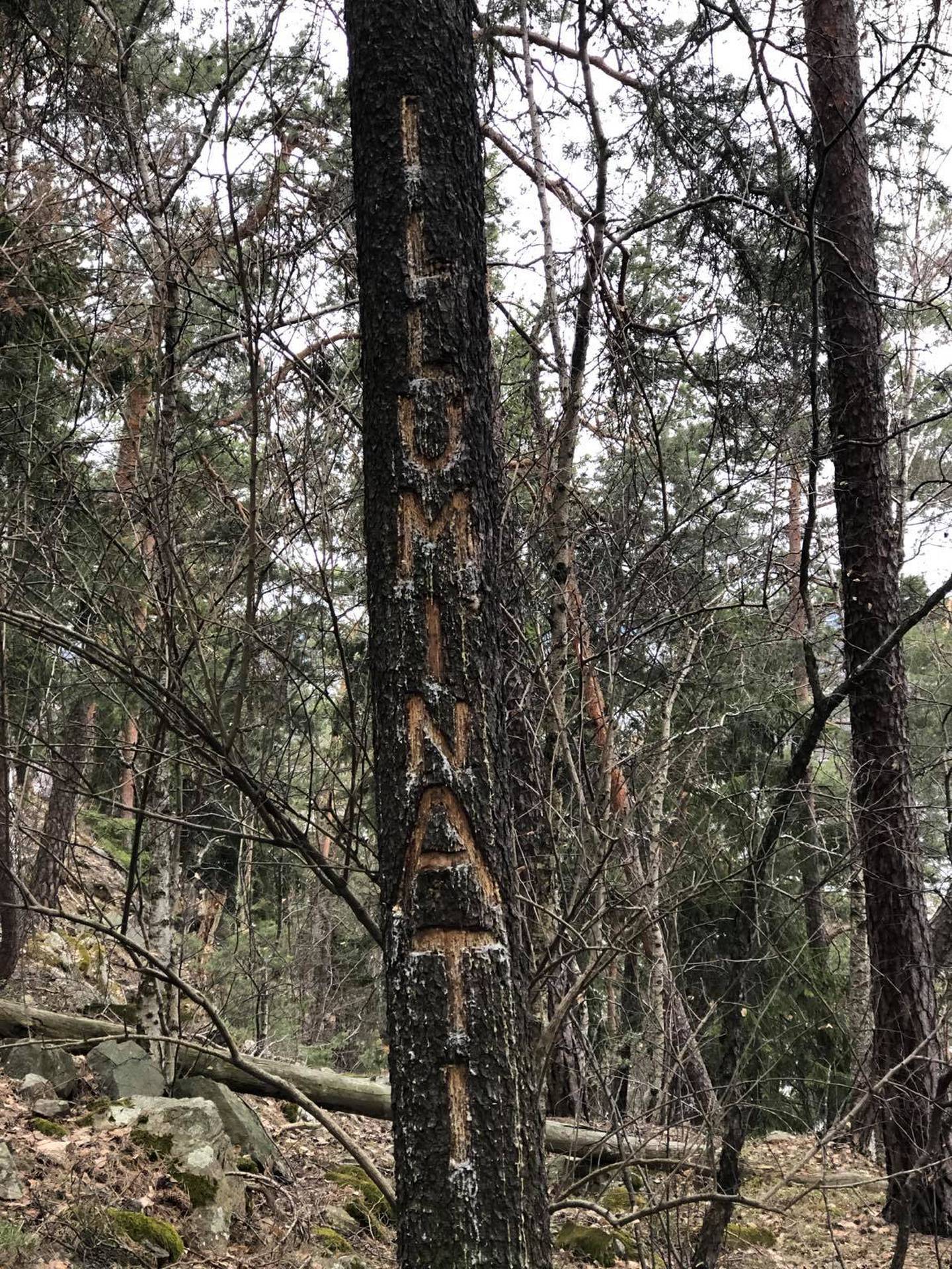 I Ekebergskråningen er en rekke trær blitt ødelagt ved at noen har risset inn både ord og symboler i trestammene.