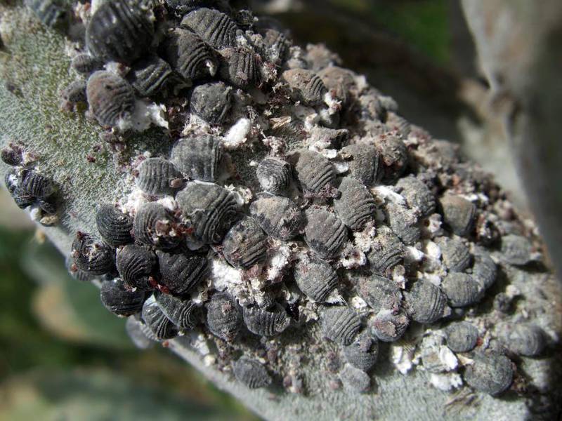 En mengde grå, vingeløse hunner av Cochenille-skjoldlus på en kaktus.