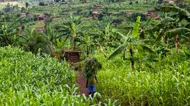 Norfund investerer mer i afrikansk landbruk og matproduksjon