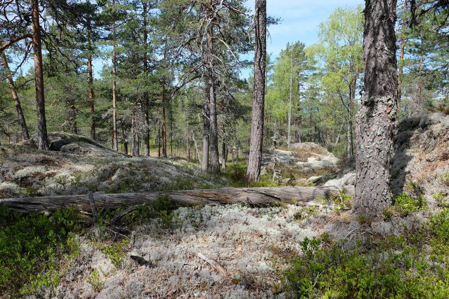 Naturreservat ved Follsjå ved Notodden, gammelskog, naturskog