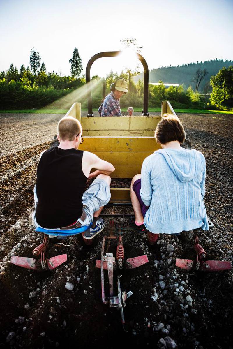 SETTEPOTETER: – Dette er litt skummelt, hviner Caroline Lowrey (55), idet traktormotoren begynner å rulle på jordet ved Øverland gård, med Lowrey og settepotetene bakpå.