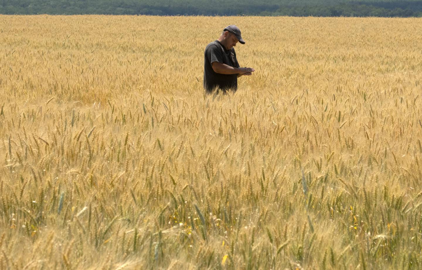 En bonde i en hveteåker i Donetsk i Ukraina. Krigen i Ukraina har ført til store vansker med å få korn ut av landet. Foto: Efrem Lukatsky / AP / NTB