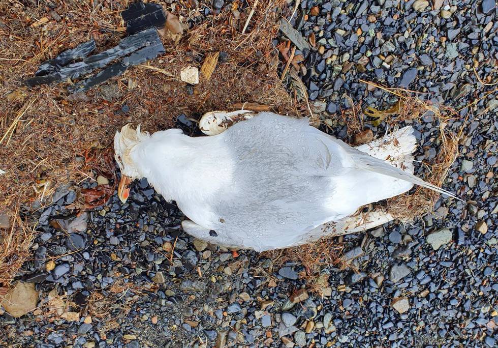 En død polarmåke ble funnet ved Gammelkaia i juni. Den viste seg å være smittet med fugleinfluensa. Foto: Anita Rude / NTB